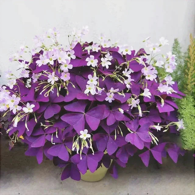 Bulbi de Oxalis "Triangularis", Trifoi Ornamental, 10 Bucăți