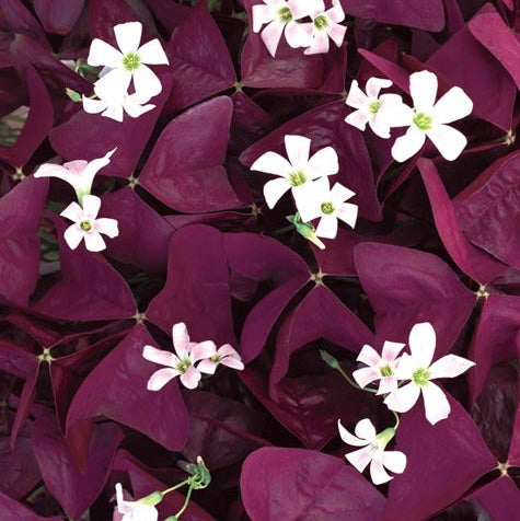 Bulbi de Oxalis "Trifoi Ornamental", 10 Bucăți