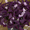 Bulbi de Oxalis "Trifoi Ornamental", 10 Bucăți
