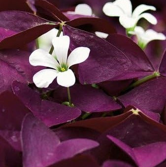 Bulbi de Oxalis "Trifoi Ornamental", 10 Bucăți