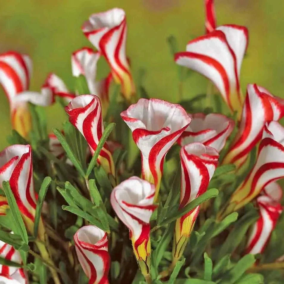 Bulbi de Oxalis "Versicolor", Trifoi Ornamental, 10 Bucăți