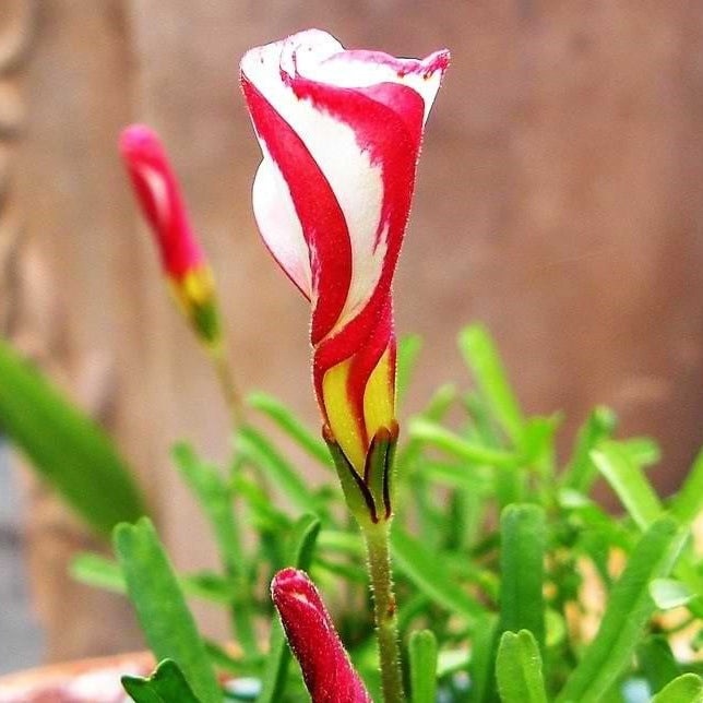 Bulbi de Oxalis "Versicolor", Trifoi Ornamental, 10 Bucăți