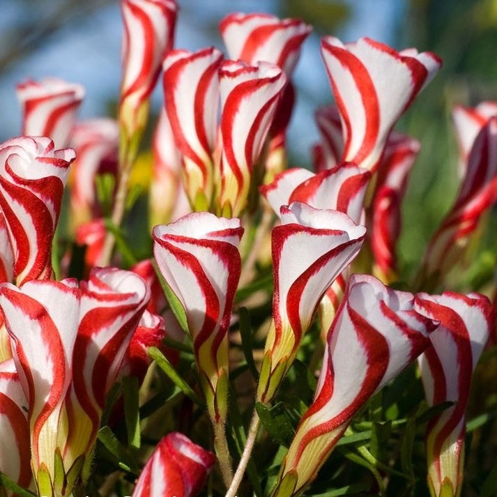 Bulbi de Oxalis "Versicolor", Trifoi Ornamental, 10 Bucăți