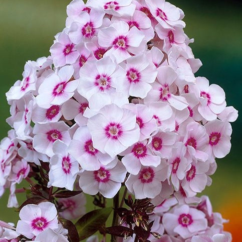 Bulbi de Phlox "Europe I", Brumarele, 2 Bucăți