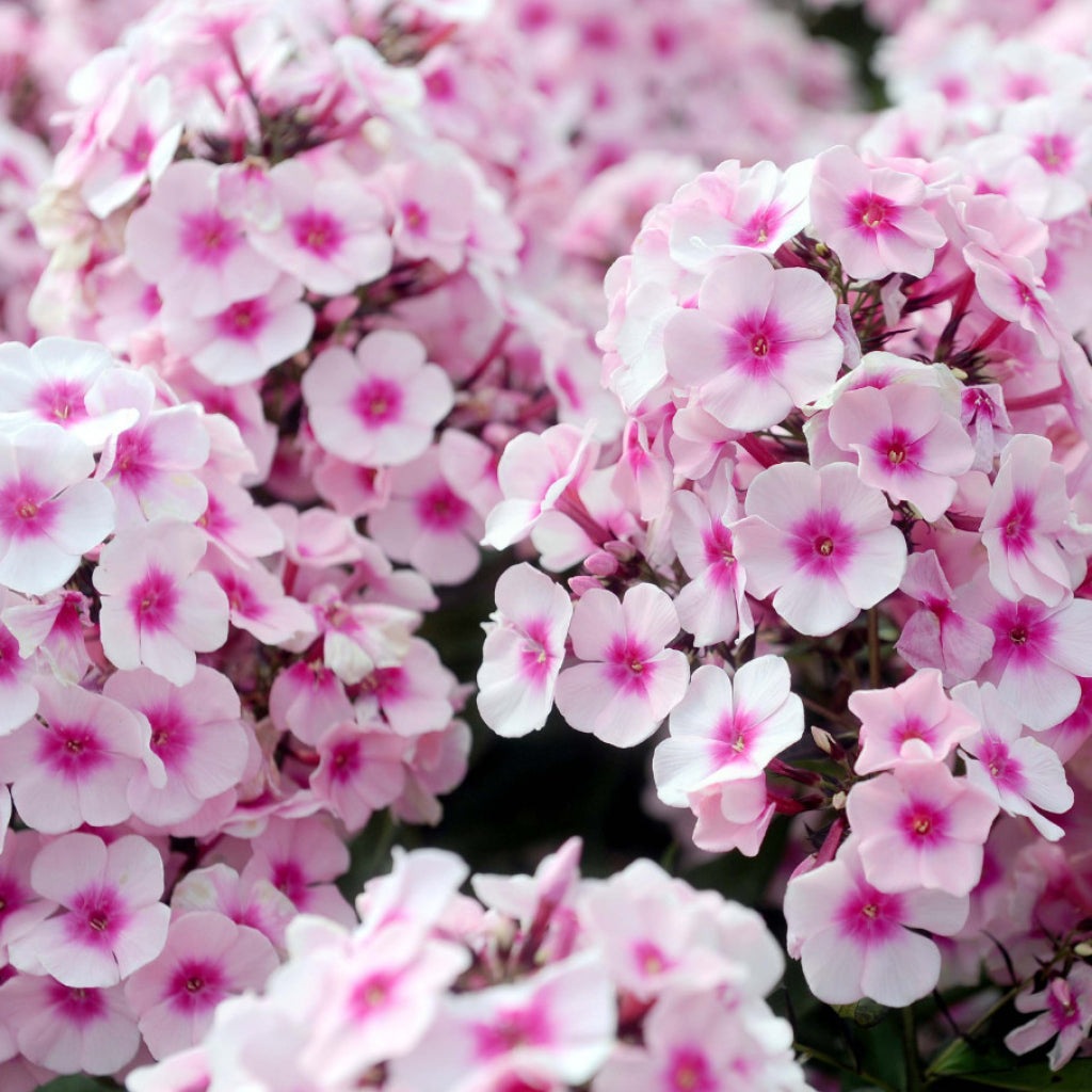 Bulbi de Phlox "Europe I", Brumarele, 2 Bucăți