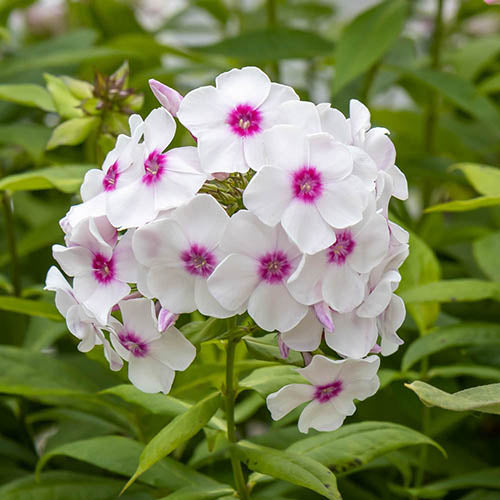 Bulbi de Phlox "Europe I", Brumarele, 2 Bucăți