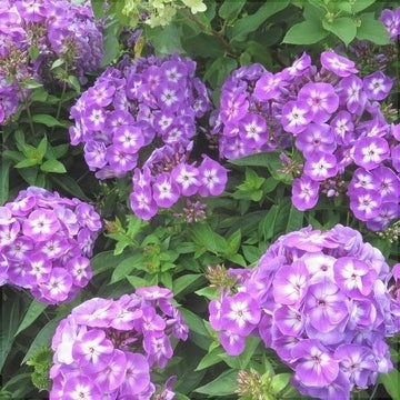 Bulbi de Phlox "Laura I" (Brumarele), 2 Bucăți