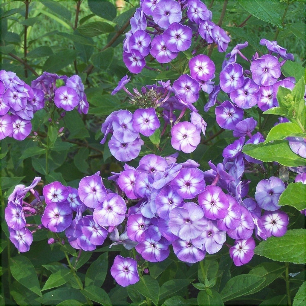 Bulbi de Phlox "Laura I" (Brumarele), 2 Bucăți
