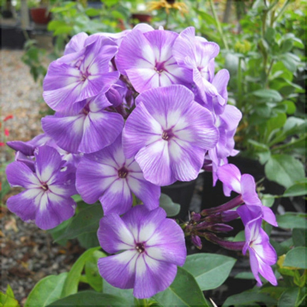 Bulbi de Phlox "Laura I" (Brumarele), 2 Bucăți