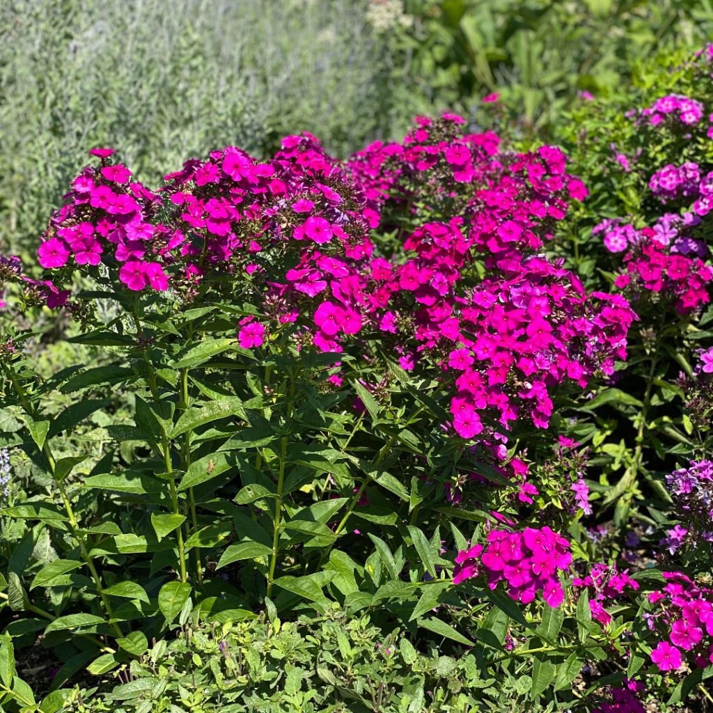 Bulbi de Phlox "Nicky I" (Brumarele), 2 Bucăți
