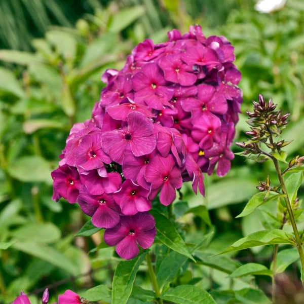 Bulbi de Phlox "Nicky I" (Brumarele), 2 Bucăți