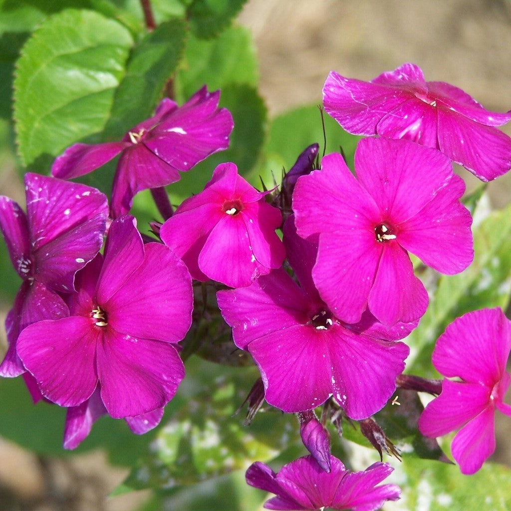 Bulbi de Phlox "Nicky I" (Brumarele), 2 Bucăți