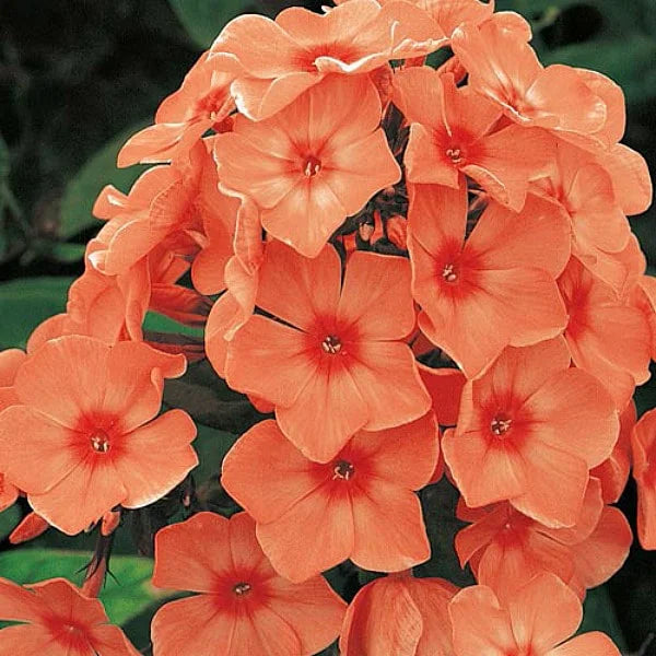 Bulbi de Phlox "Orange Perfection" (Brumarele), 2 Bucăți