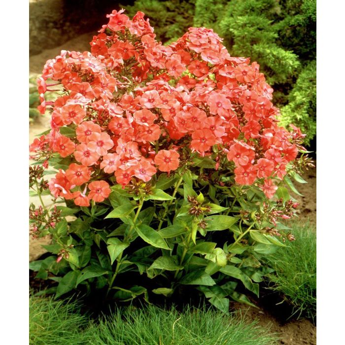 Bulbi de Phlox "Orange Perfection" (Brumarele), 2 Bucăți