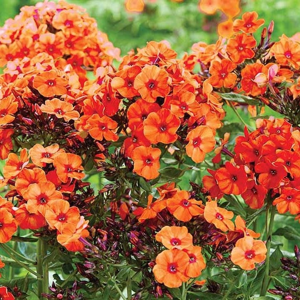 Bulbi de Phlox "Orange Perfection" (Brumarele), 2 Bucăți