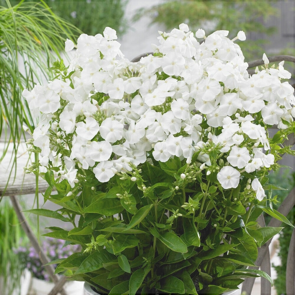 Bulbi de Phlox "Paniculata", Alb, 2 Bucăți
