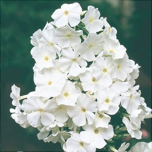 Bulbi de Phlox "Paniculata", Alb, 2 Bucăți