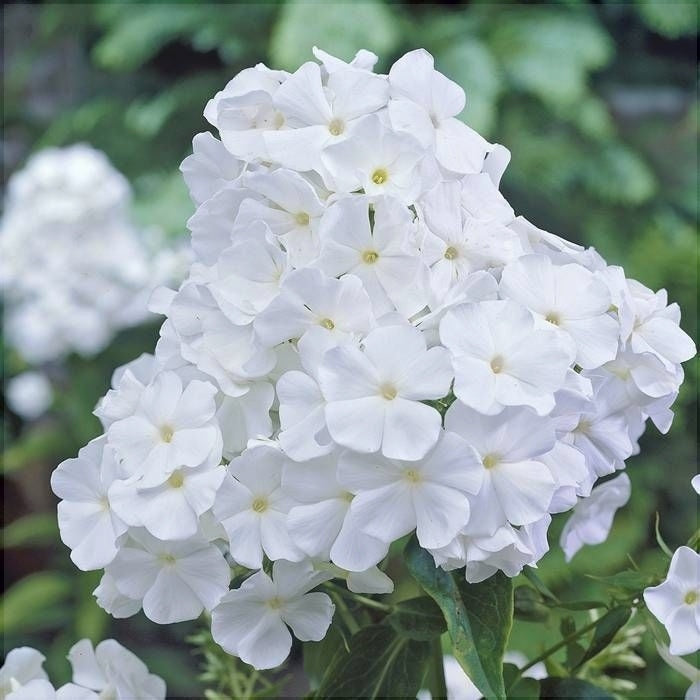 Bulbi de Phlox "Paniculata", Alb, 2 Bucăți