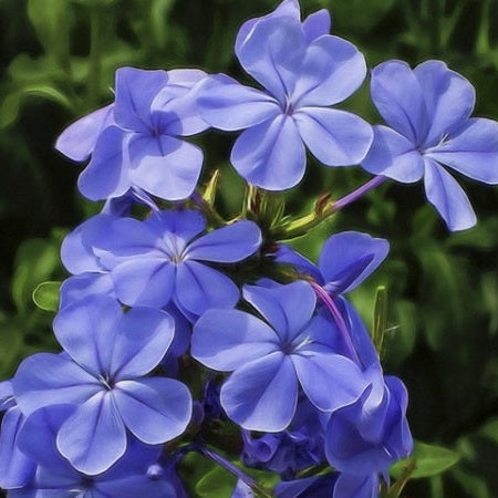 Bulbi de Phlox "Paniculata", Albastru, 2 Bucăți