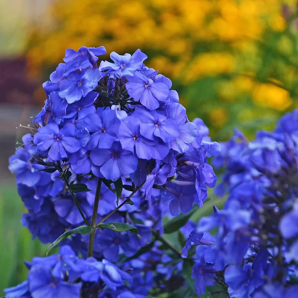 Bulbi de Phlox "Paniculata", Albastru, 2 Bucăți