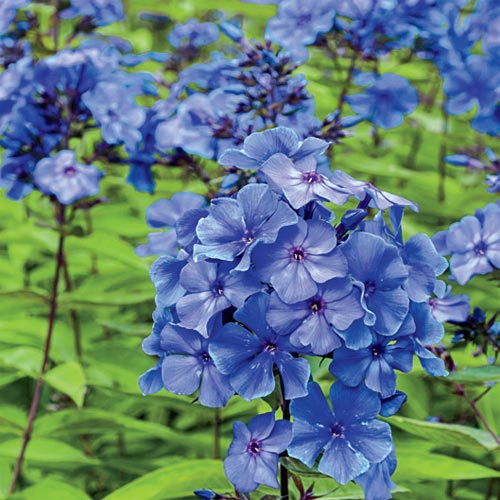 Bulbi de Phlox "Paniculata", Albastru, 2 Bucăți