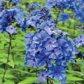 Bulbi de Phlox "Paniculata", Albastru, 2 Bucăți