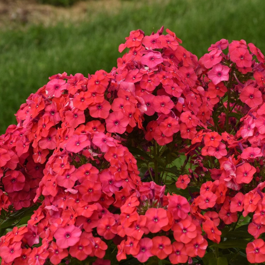 Bulbi de Phlox "Paniculata", Rosu, 2 Bucăți
