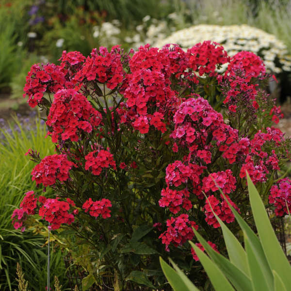 Bulbi de Phlox "Paniculata", Rosu, 2 Bucăți