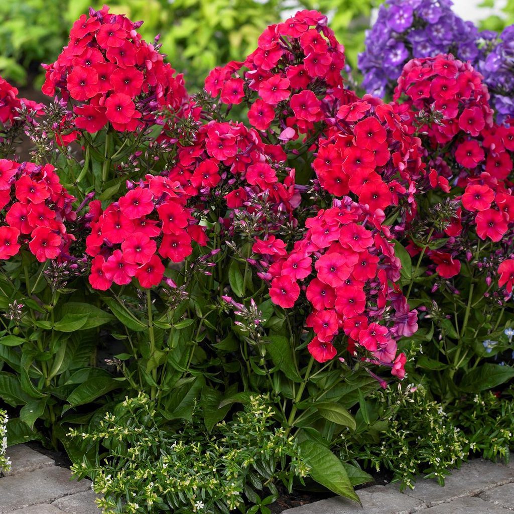 Bulbi de Phlox "Paniculata", Rosu, 2 Bucăți