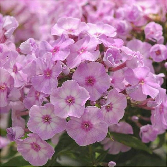 Bulbi de Phlox "Paniculata", Roz, 2 Bucăți