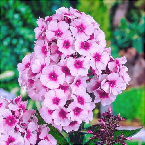 Bulbi de Phlox "Paniculata", Roz, 2 Bucăți