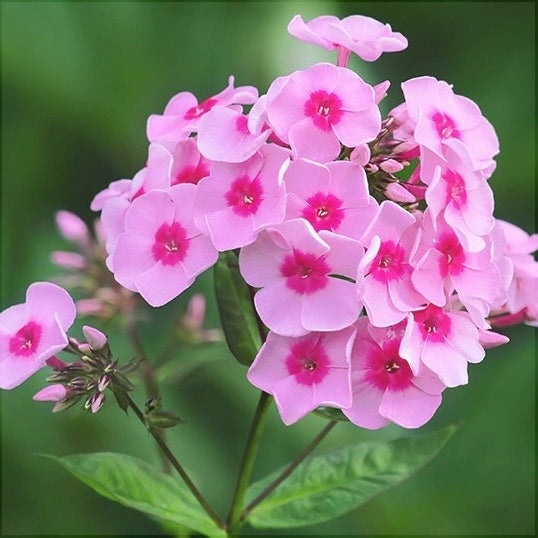 Bulbi de Phlox "Paniculata", Roz, 2 Bucăți