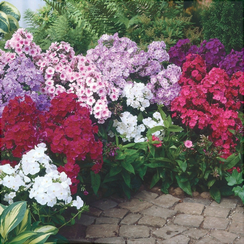 Bulbi de Phlox "Panticulata Mixed" (Brumarele) - 5 Bucăți