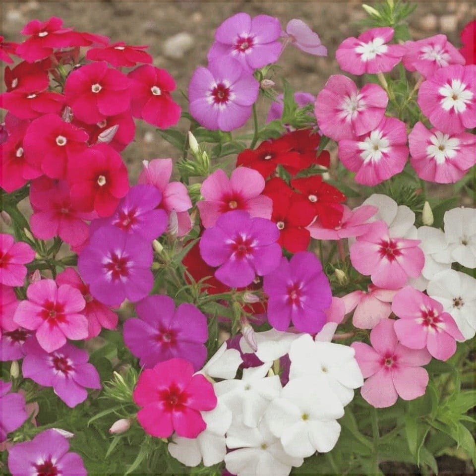 Bulbi de Phlox "Panticulata Mixed" (Brumarele) - 5 Bucăți
