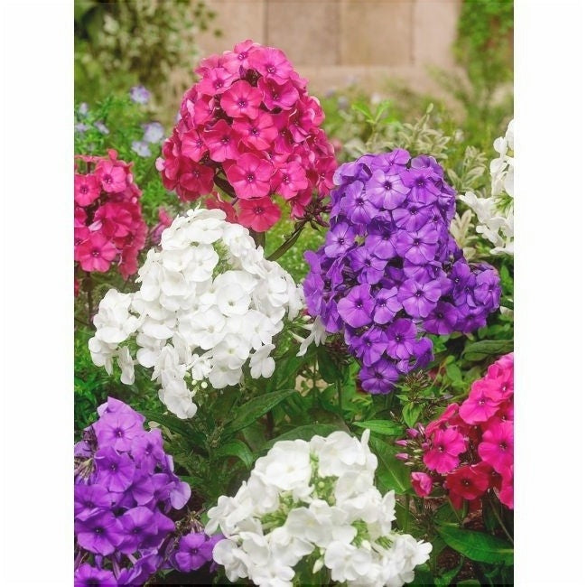 Bulbi de Phlox "Panticulata Mixed" (Brumarele) - 5 Bucăți