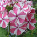 Bulbi de Phlox "Pink Windmill", 2 Bucăți