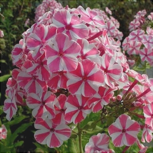 Bulbi de Phlox "Pink Windmill", 2 Bucăți