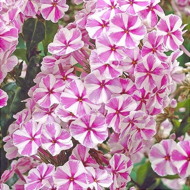 Bulbi de Phlox "Pink Windmill", 2 Bucăți