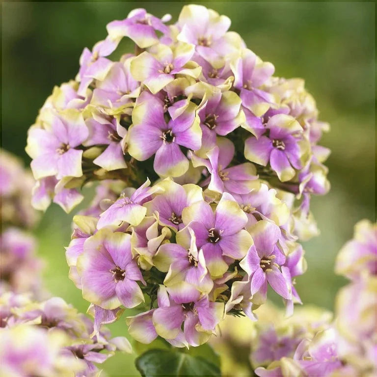 Bulbi de Phlox "StarBurst", Brumarele, 2 Bucăți