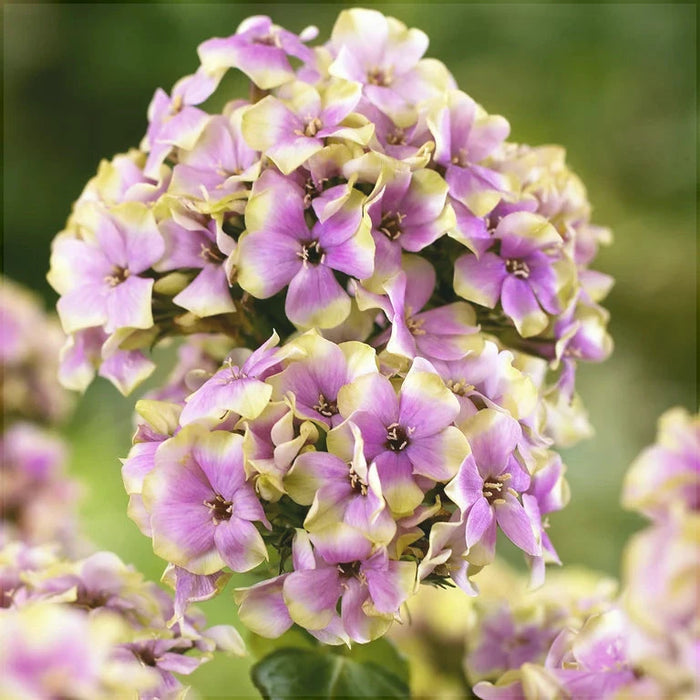 Bulbi de Phlox "StarBurst", Brumarele, 1 Bucata