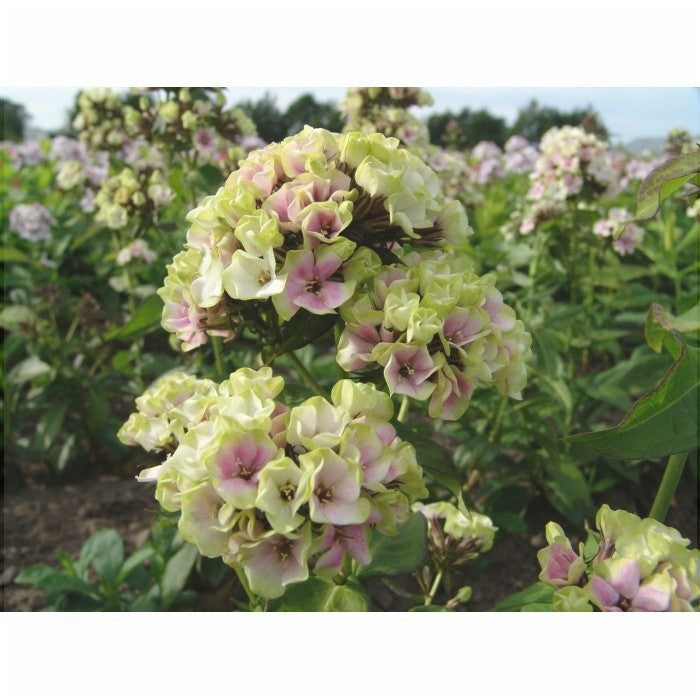 Bulbi de Phlox "StarBurst", Brumarele, 2 Bucăți