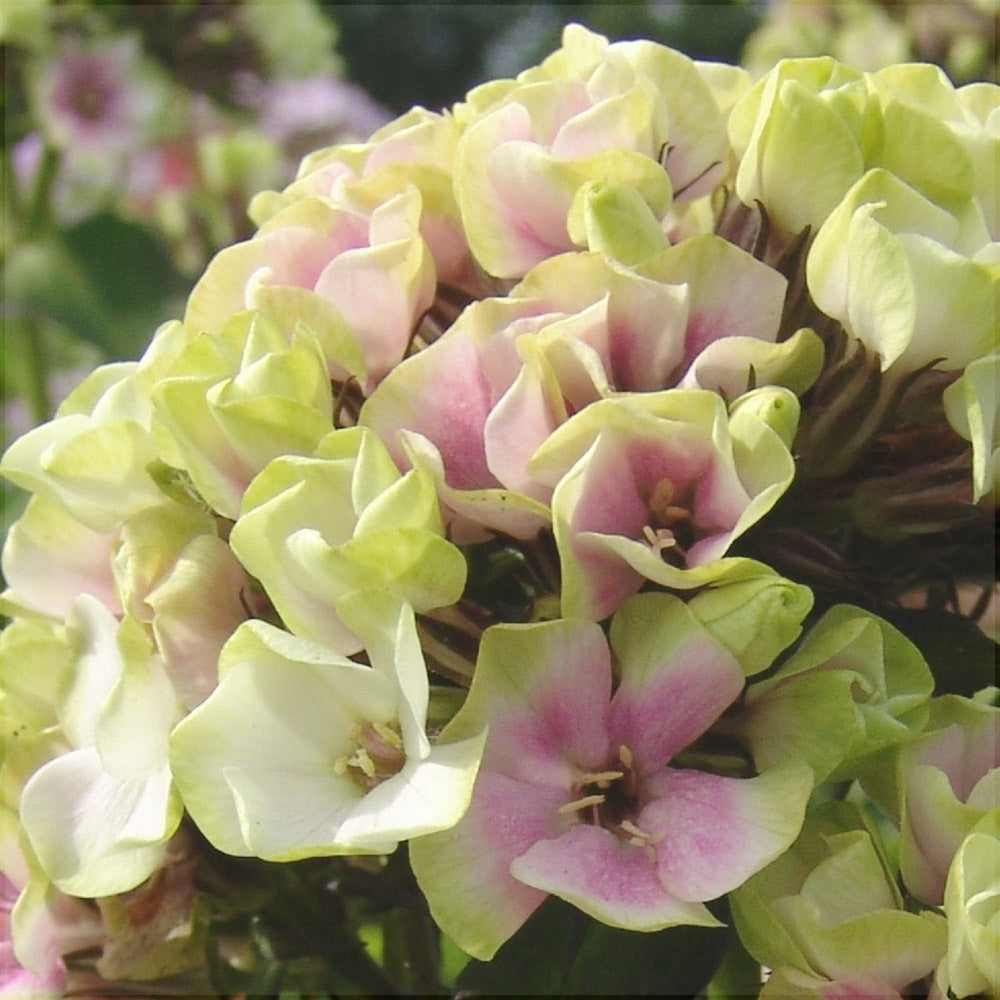 Bulbi de Phlox "StarBurst", Brumarele, 2 Bucăți