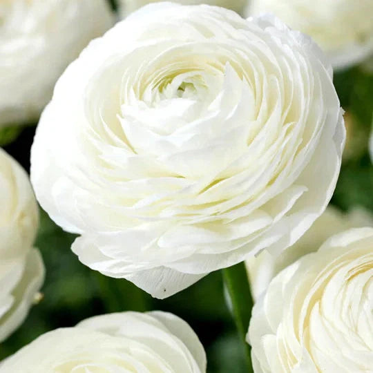 Bulbi de Ranunculus, Alb, 5 Bucăți