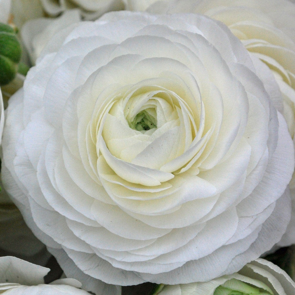 Bulbi de Ranunculus, Alb, 5 Bucăți