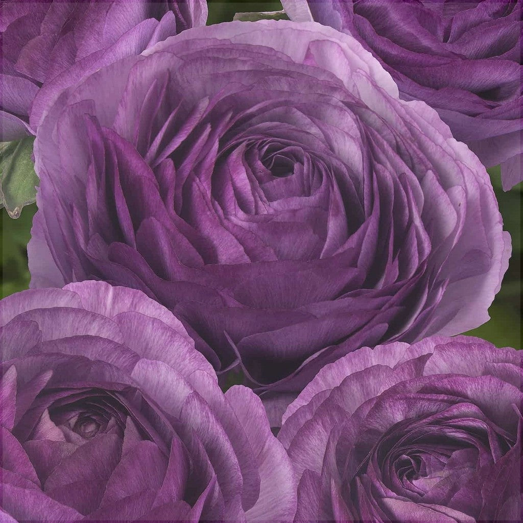 Bulbi de Ranunculus "Cottun", 5 Bucăți