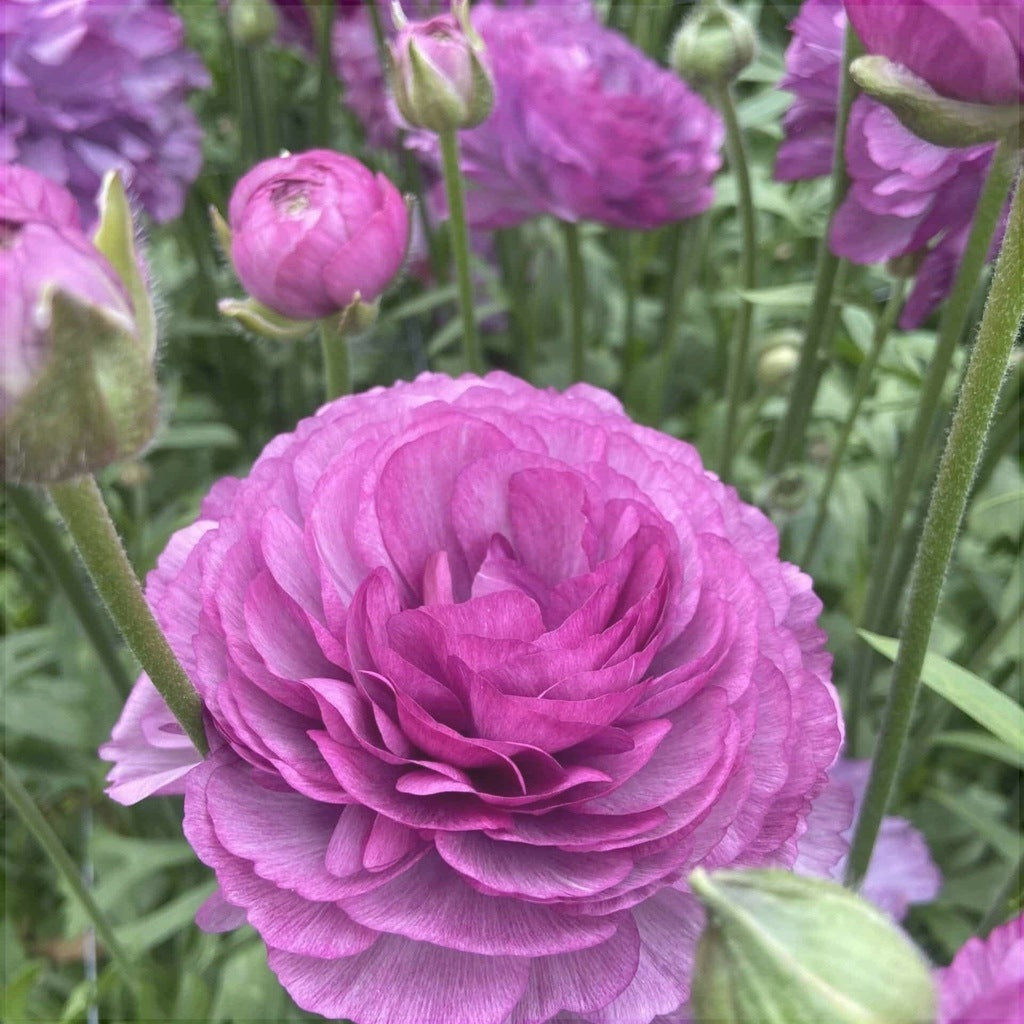Bulbi de Ranunculus "Cottun", 5 Bucăți