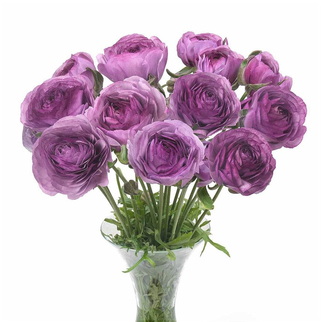 Bulbi de Ranunculus "Cottun", 5 Bucăți