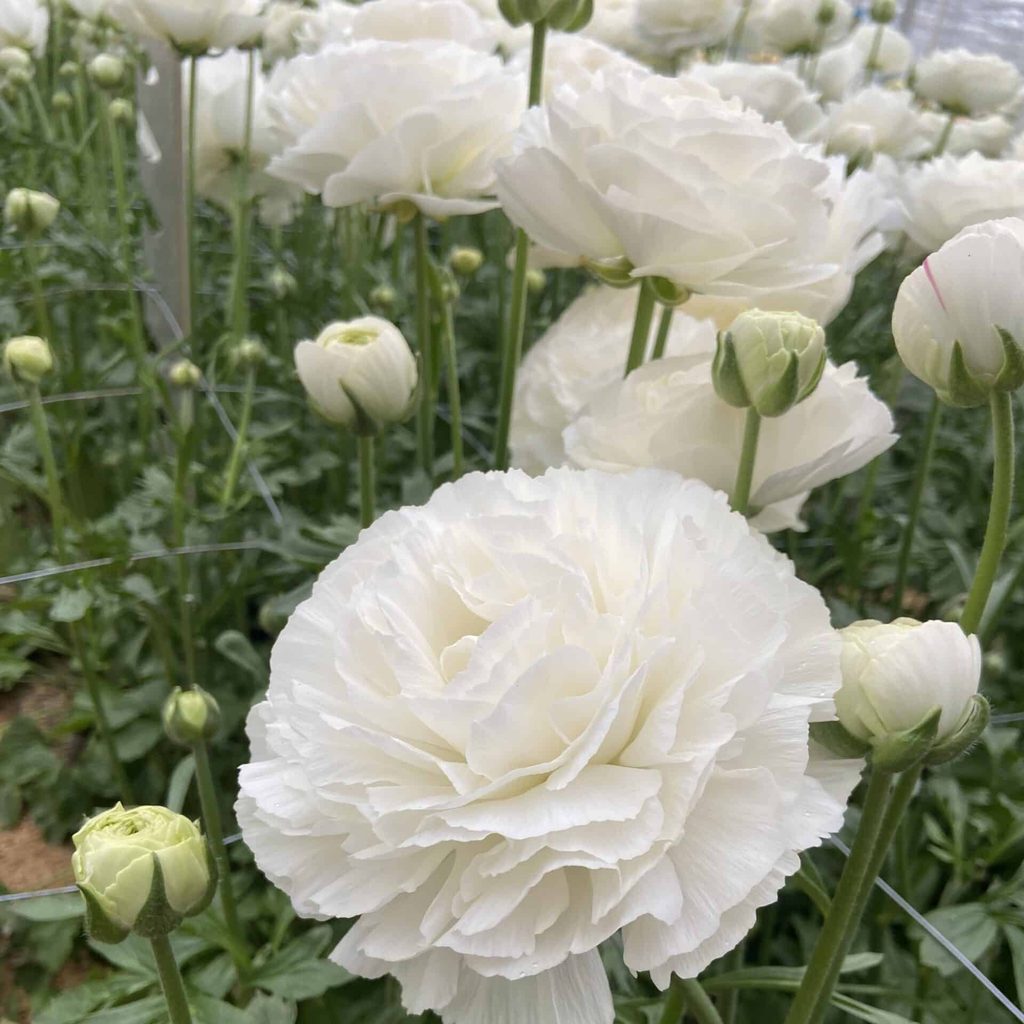 Bulbi de Ranunculus "Courchevel", 5 Bucăți