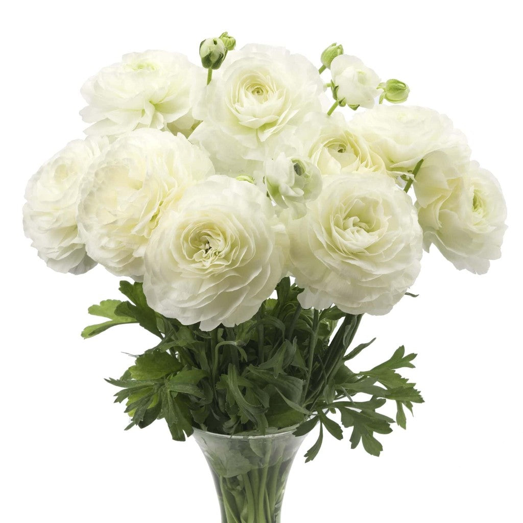 Bulbi de Ranunculus "Courchevel", 5 Bucăți