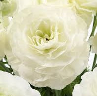 Bulbi de Ranunculus "Courchevel", 5 Bucăți